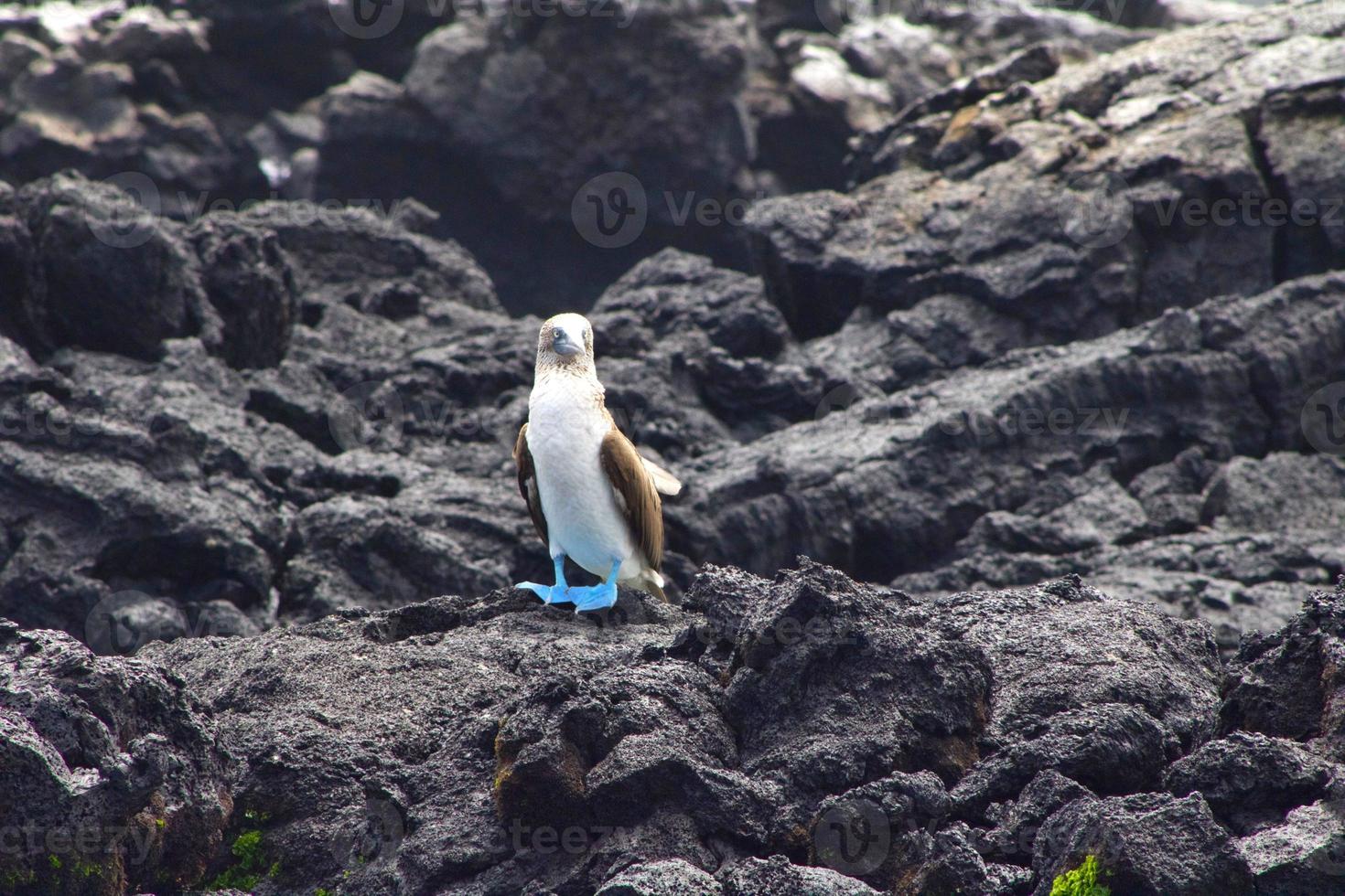 Blaufußtölpel auf den Galapagos-Inseln foto