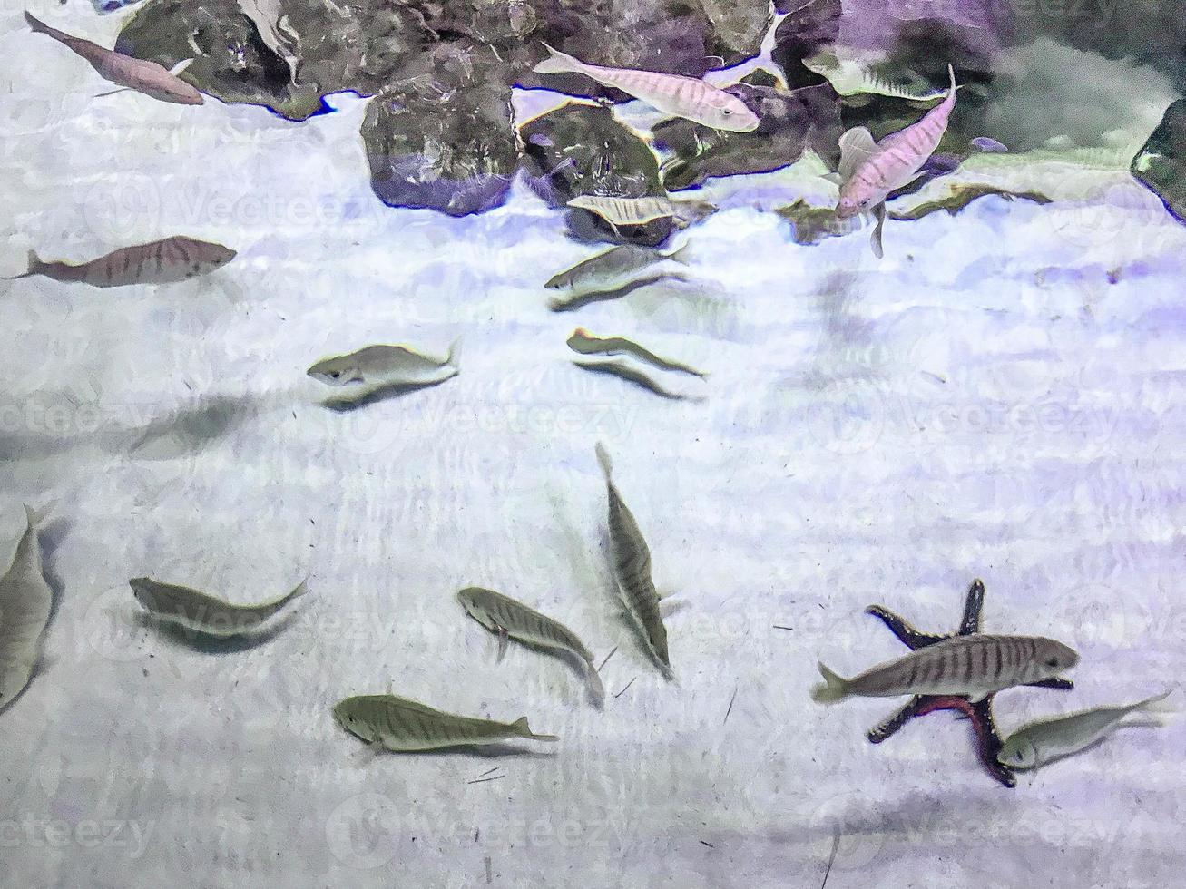 Beobachtung des Lebens von Fischen im Aquarium. kleine schwarze fische schwimmen am boden mit sand und steinen in einer herde. Aquarium Fischhaus foto