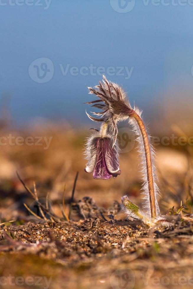 Wiese Küchenschelle auf einer Wiese am Meer foto