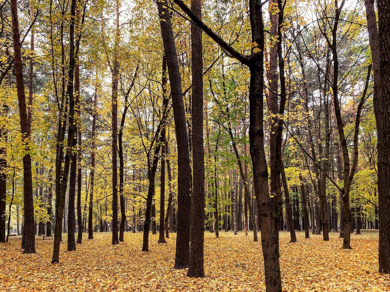 Herbstwald. die bäume stehen ohne blätter, die blätter sind zu boden gefallen. Bunte Ahornblätter liegen auf dem Boden. Schönheit des Herbstwetters foto