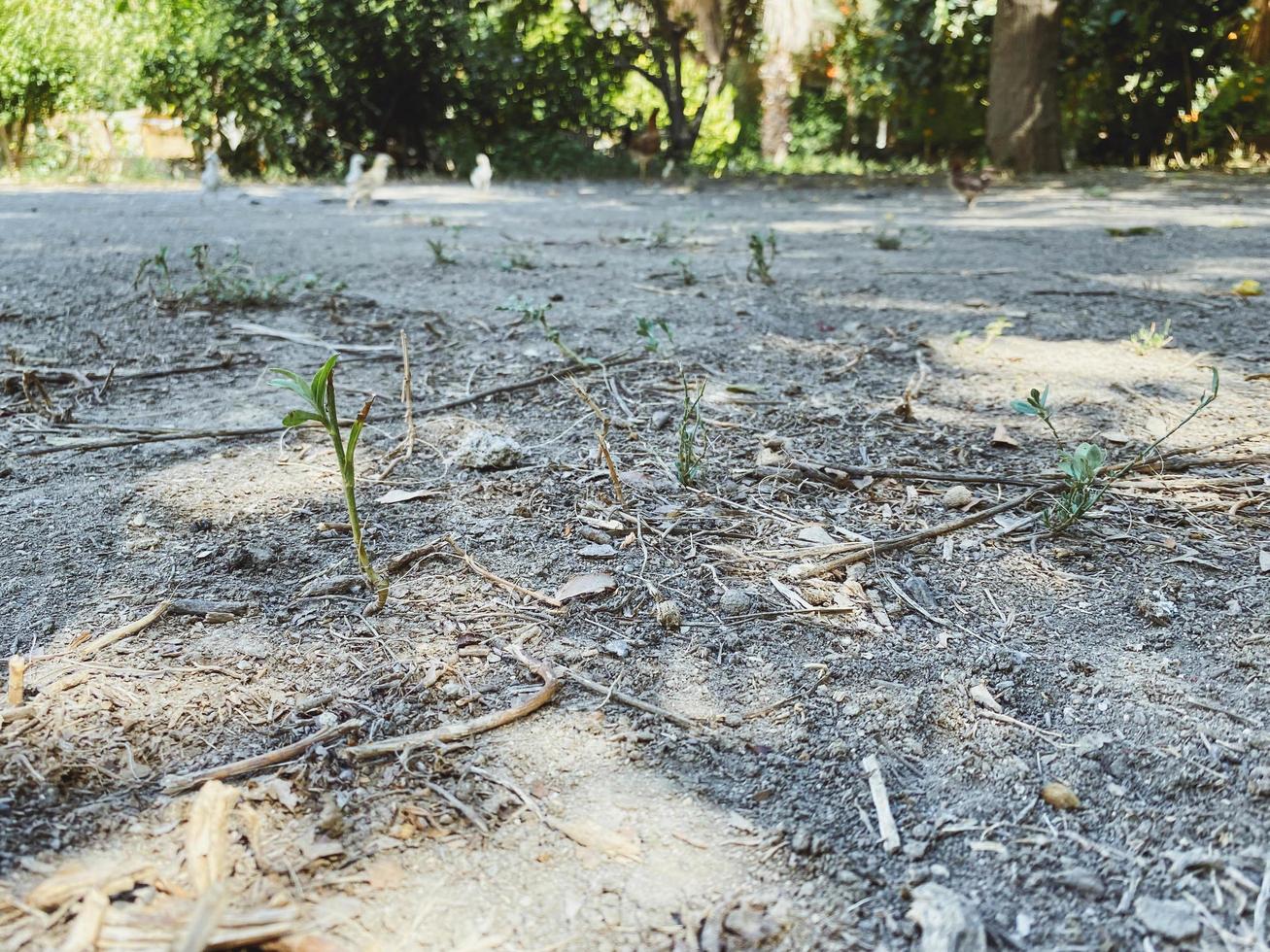 trockenes Land in einem heißen Land. ein kleiner, grüner Spross ragt aus dem Boden. Pflanze mit Zweigen auf dem Boden. in der Nähe des grünen Parks foto
