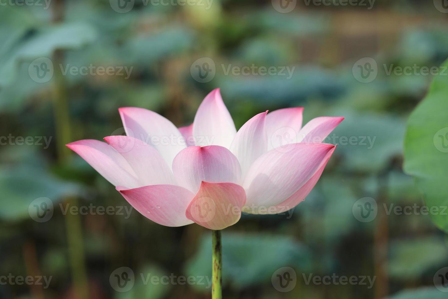 rosa Lotusblüte mit grünen Blättern als Hintergrund foto