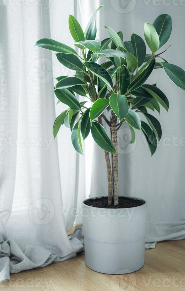 eingetopfte Ficus-Pflanze foto