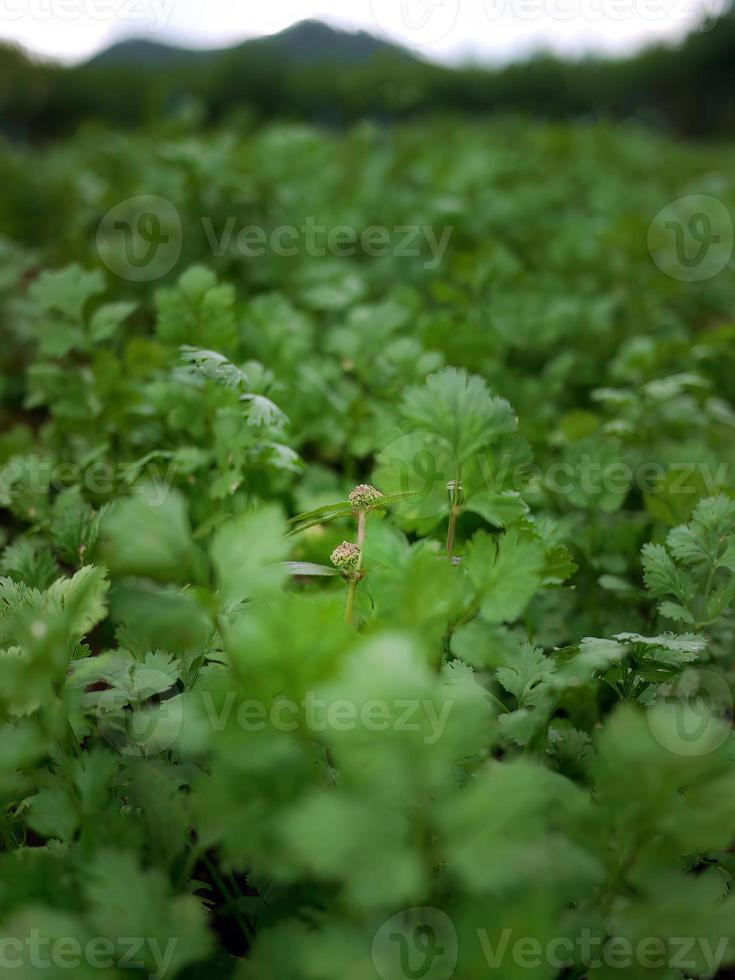 grüner Korianderfeldhintergrund. Nahaufnahme frisch wachsender Koriander-Koriander-Blätter im Gemüsegarten. foto