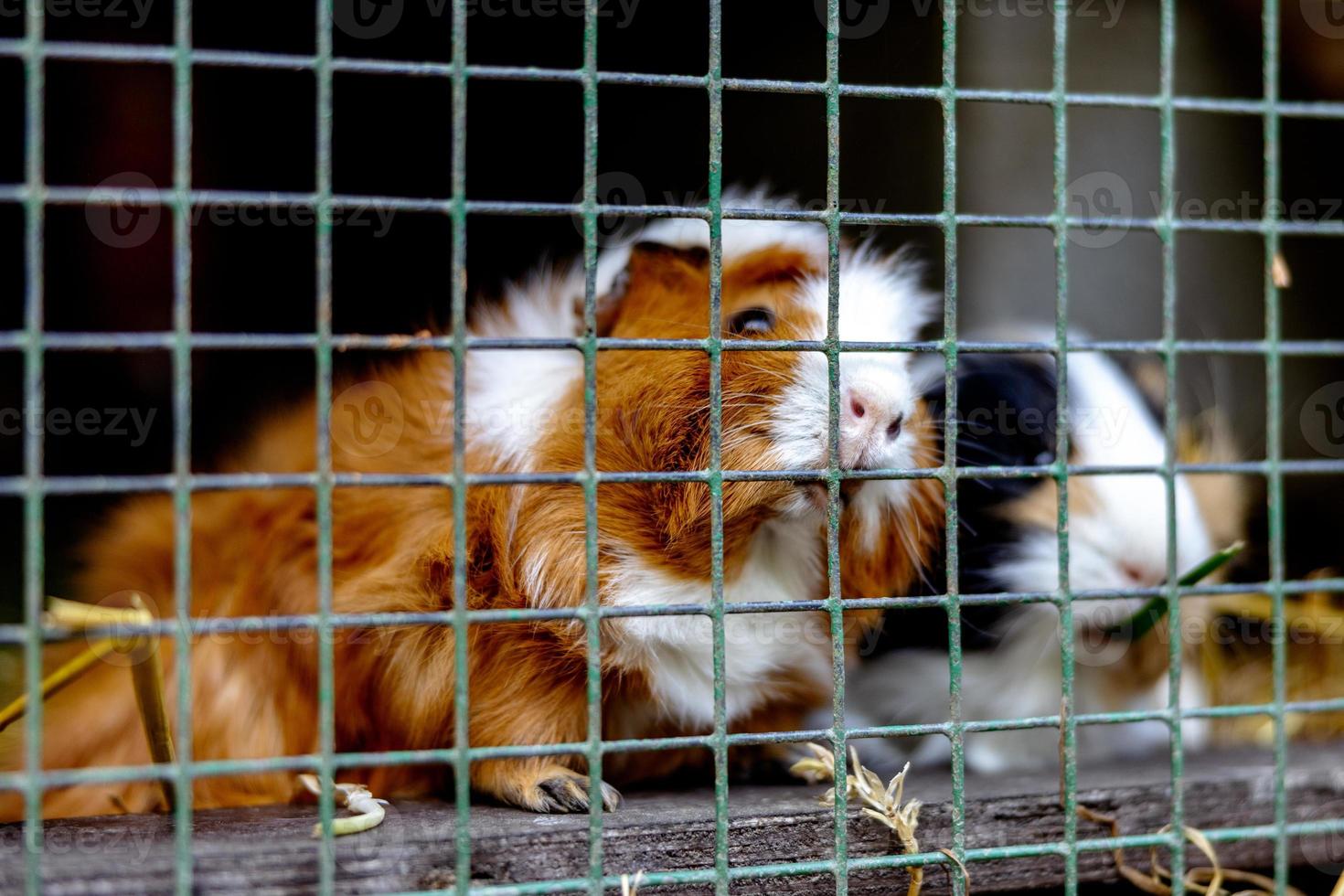 süße meerschweinchen auf tierfarm im stall. meerschweinchen im käfig auf natürlichem öko-bauernhof. Tierhaltung und ökologische Landwirtschaft. foto