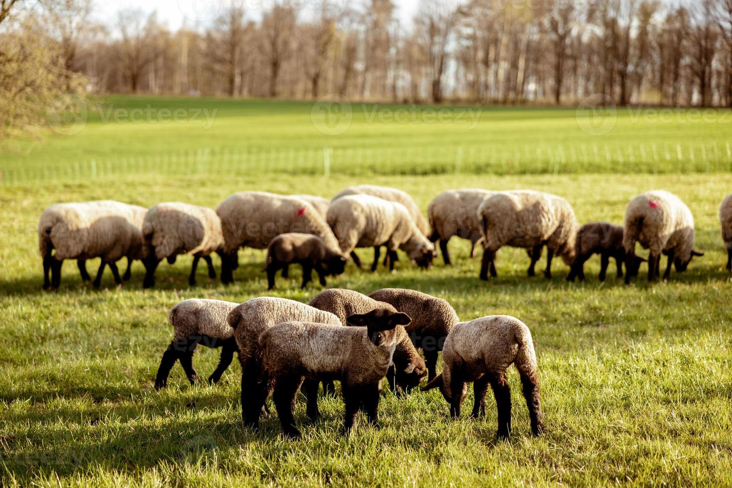 Schafherde auf dem Feld. Schafe und Lämmer auf der Wiese, die Gras in der Herde fressen. Landwirtschaft im Freien. schöne Landschaft. Tiere des Bauernhofs. Sonniger Abend, tolles Wetter. foto