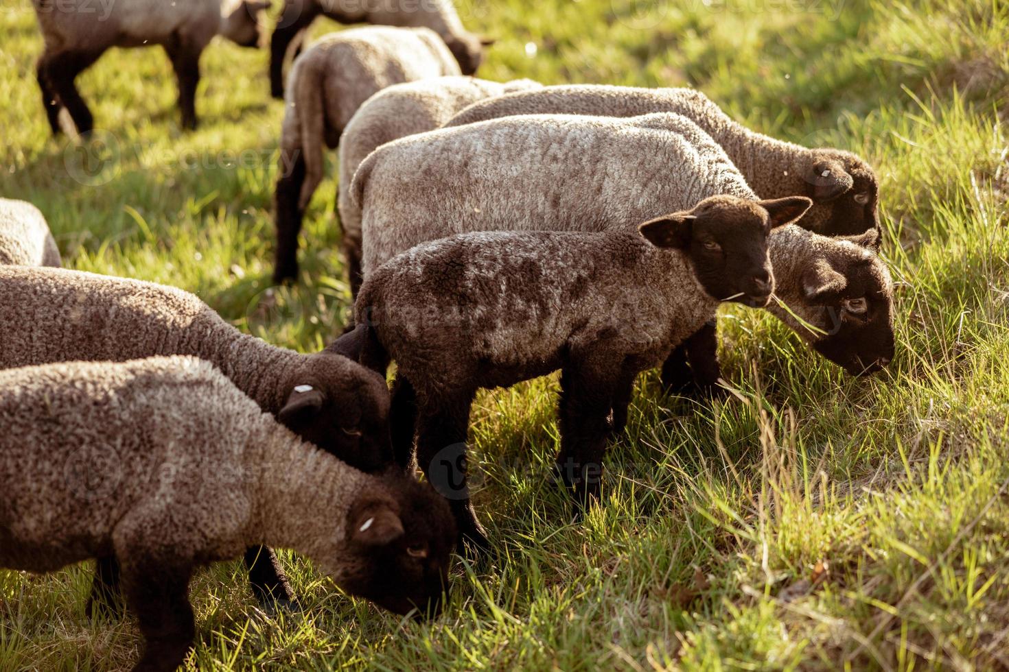 Schafherde auf dem Feld. Schafe und Lämmer auf der Wiese, die Gras in der Herde fressen. Landwirtschaft im Freien. schöne Landschaft. Tiere des Bauernhofs. Sonniger Abend, tolles Wetter. foto