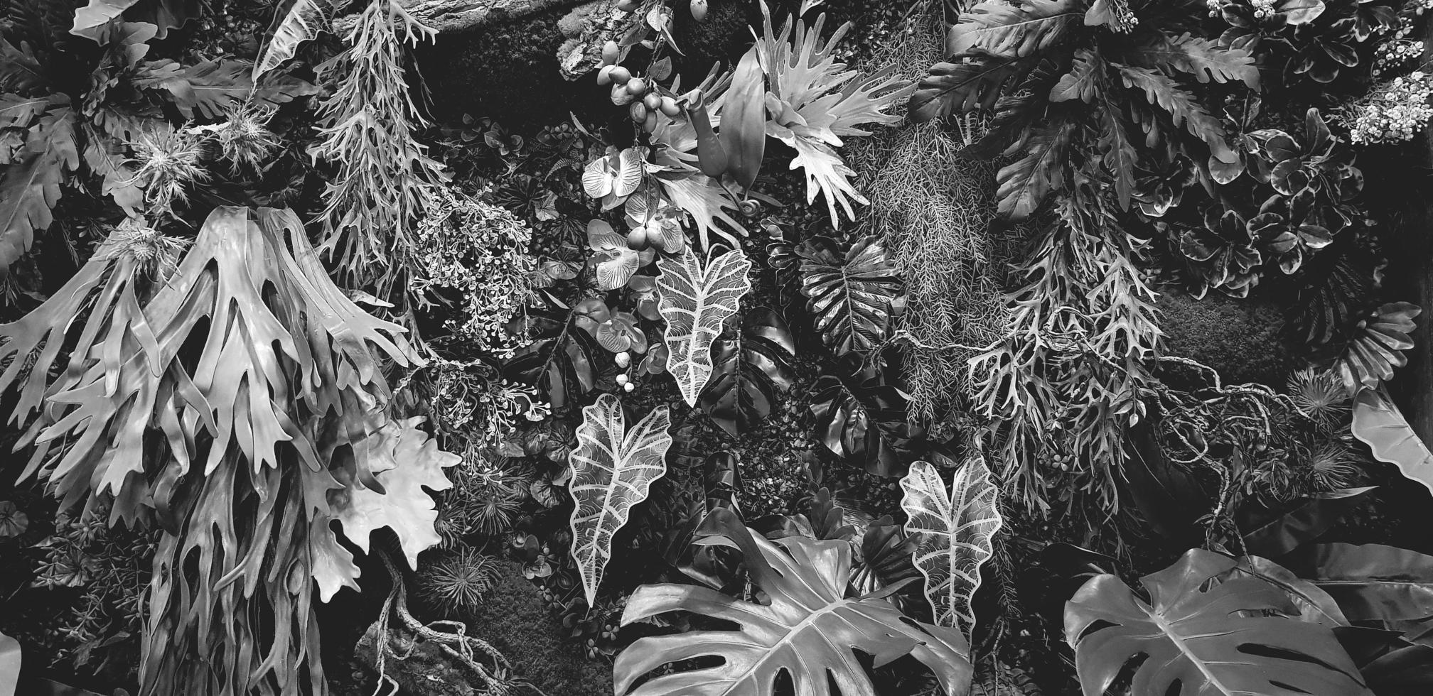 Kriechpflanze, Weinrebe oder Efeu und Blätterwand für den Hintergrund in Schwarz-Weiß-Farbe. natürliche tapete oder naturmuster in einfarbigem ton. Frische Jahreszeit. foto