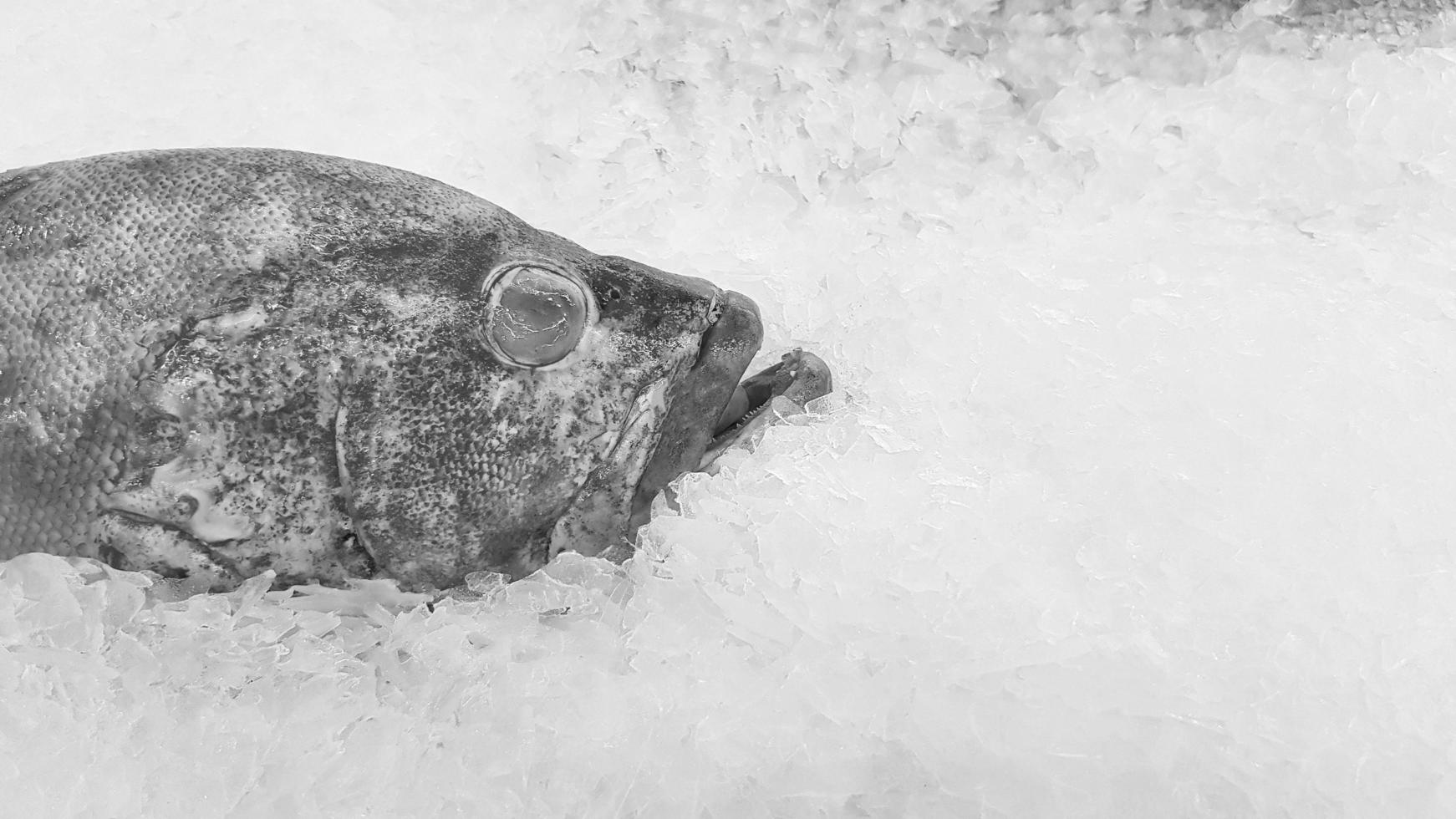 Frischer Zackenbarsch friert auf Eis zum Verkauf auf dem Fischmarkt oder im Supermarkt mit Kopienraum in Schwarz-Weiß oder monochromem Ton. ungekochtes Essen und Tier auf U-Boot. Kunst Foto