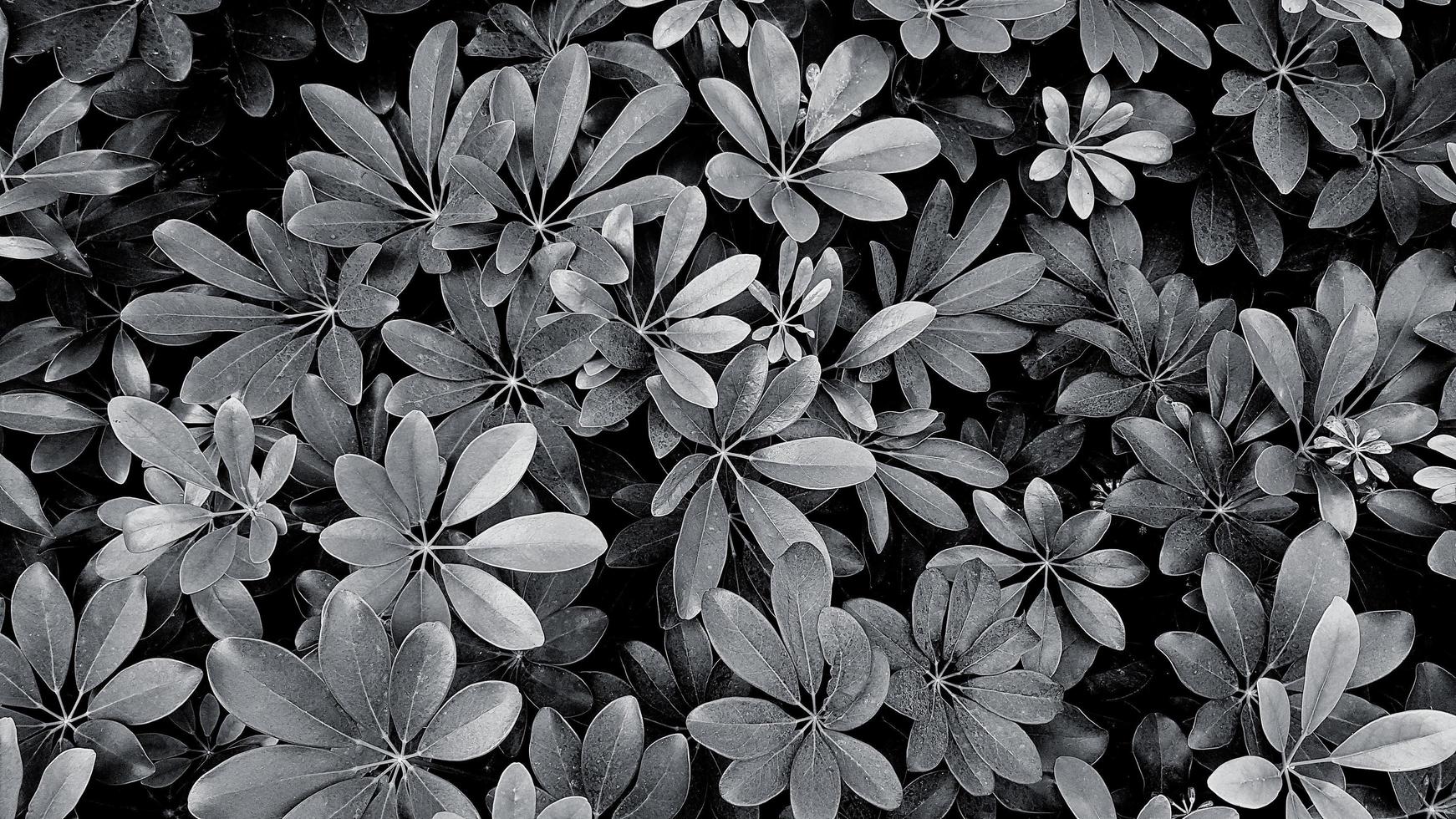 schönes Blattmuster für den Hintergrund im Gartenpark in Schwarz-Weiß oder Monochrom-Ton. schönheit der natur, des wachstums, der pflanze und des natürlichen tapetenkonzepts foto