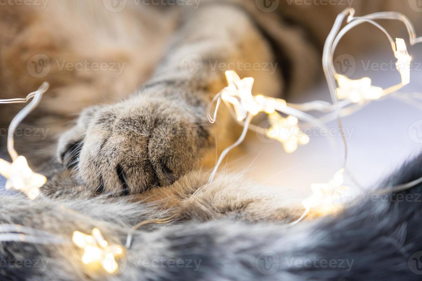 schwarze polster aus weicher katzenpfote nahaufnahme in lichtergirlande. Weihnachten, Silvester, festliche Stimmung und heimelige Gemütlichkeit und Gemütlichkeit. Jahr der Katze und des Kaninchens nach dem östlichen Kalender foto