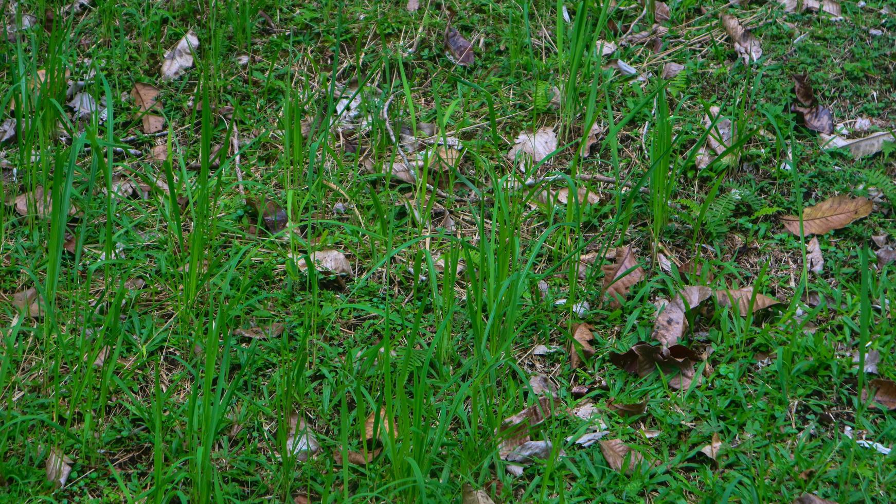 Schönes grünes Gras mit trockenen Blättern im Hintergrund foto