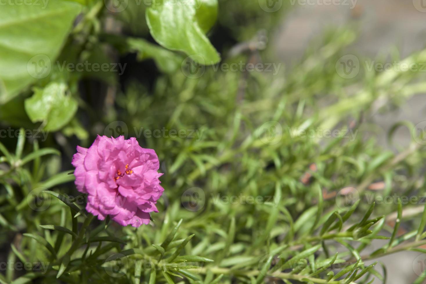 rosa Blumen im Garten foto