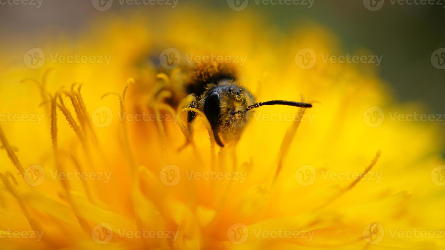 Honigbiene sammelt Pollen in einer Löwenzahnblüte. gelbe Blume. Insekt bei der Arbeit foto