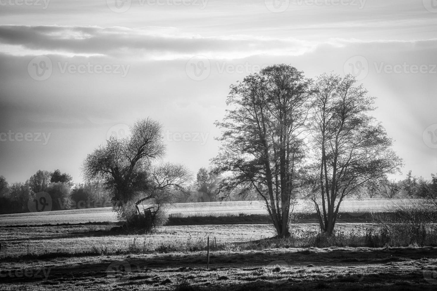 eine Schwarz-Weiß-Aufnahme einer verträumten Wiese im Nebel foto