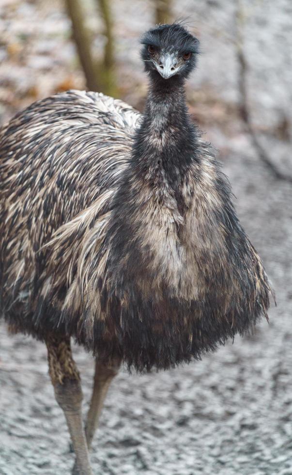 Emu im Zoo foto