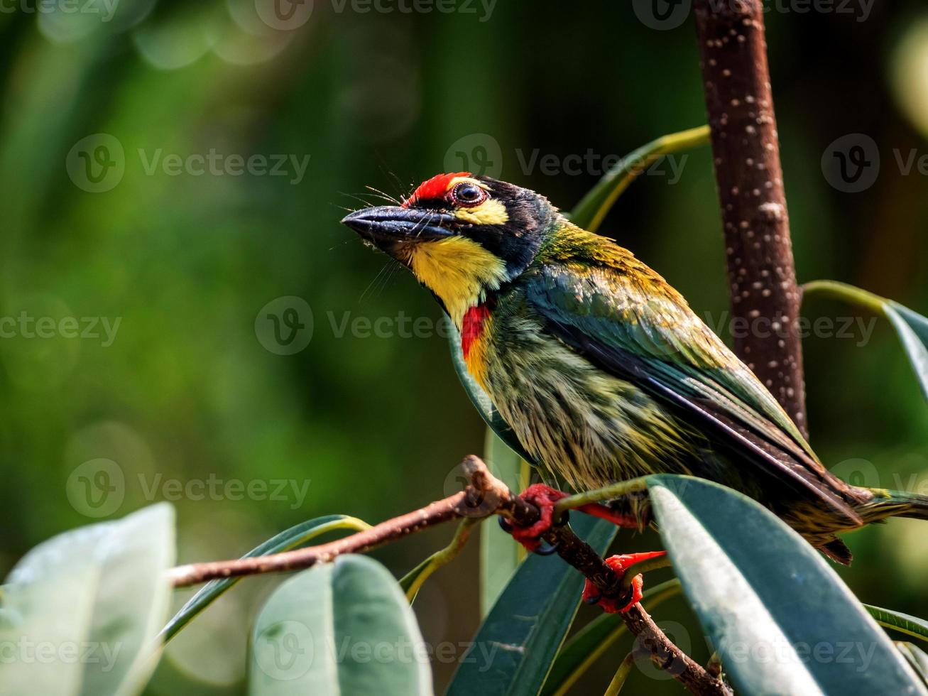 der kupferschmiedebarbetvogel im garten foto