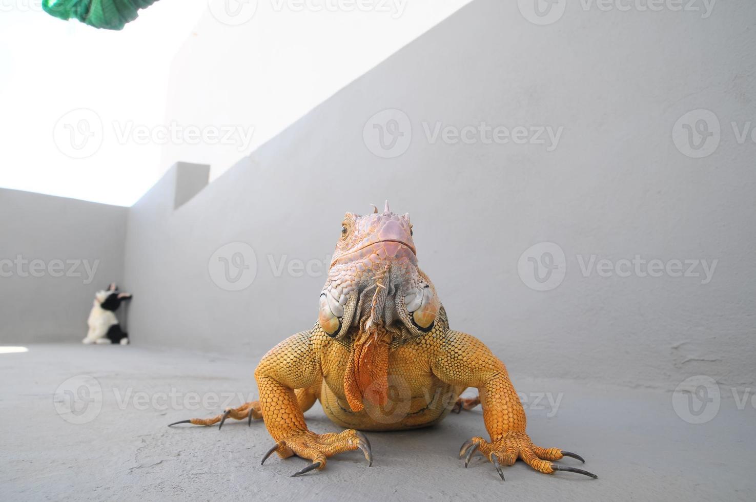 farbiger junger männlicher Leguan foto