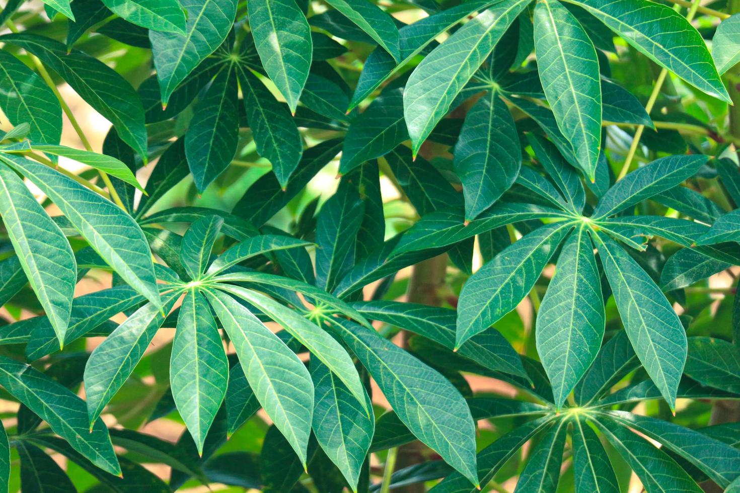 Dies ist ein Foto der Blätter eines Maniokbaums, die sehr üppig sind