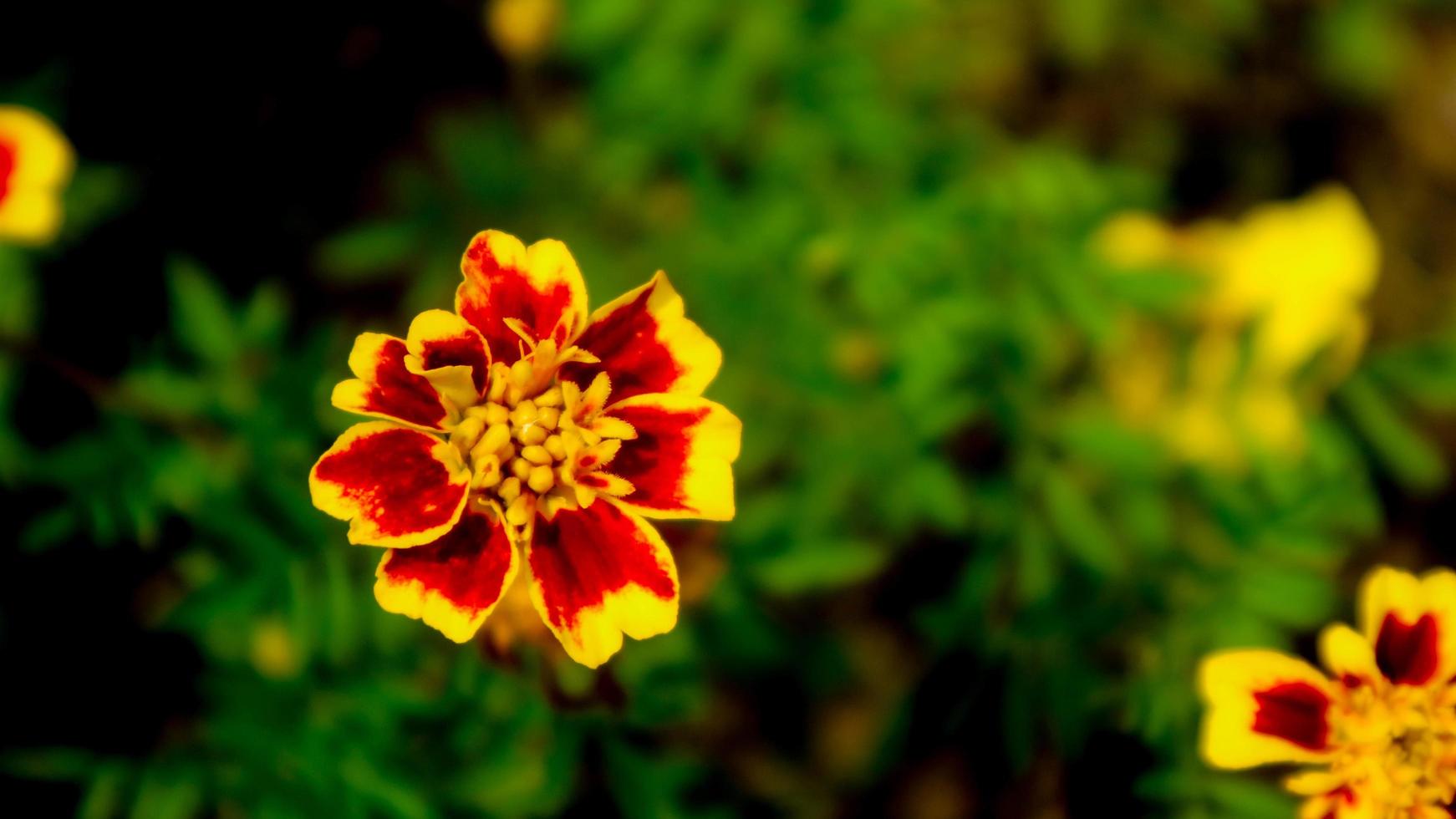 schöne und erstaunliche Ringelblume foto