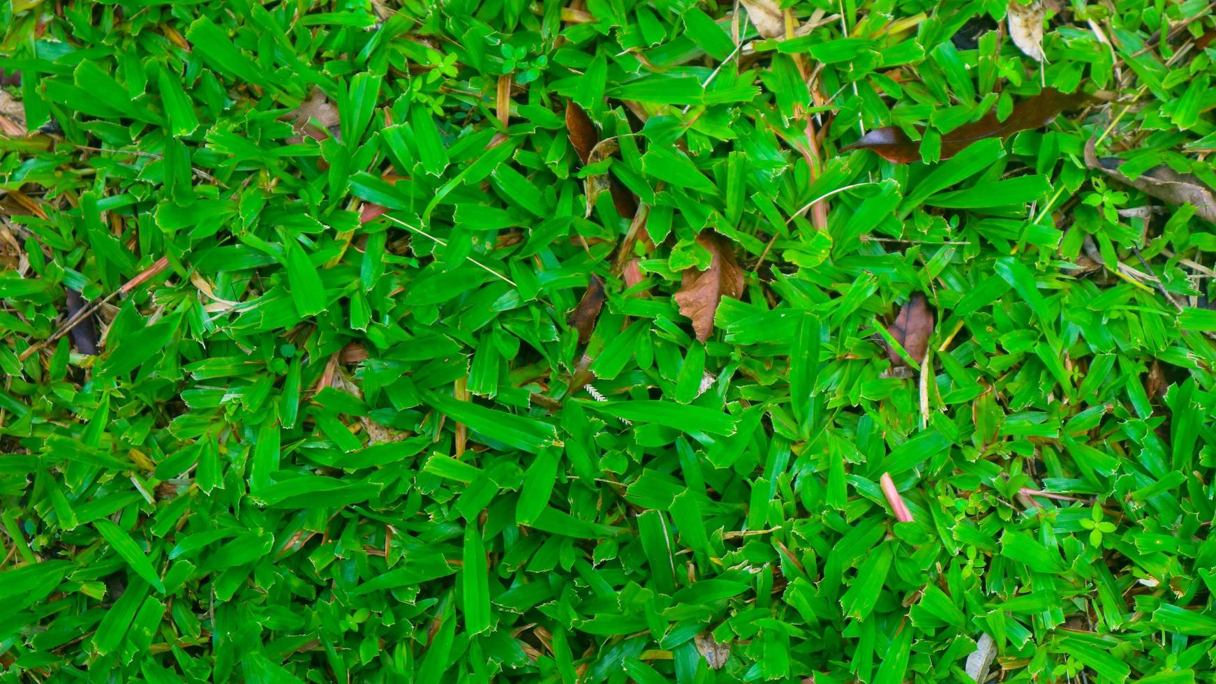 Schönes grünes Gras mit trockenen Blättern im Hintergrund foto