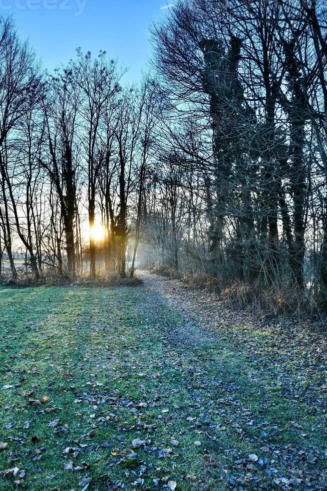 Bäume im Wald foto