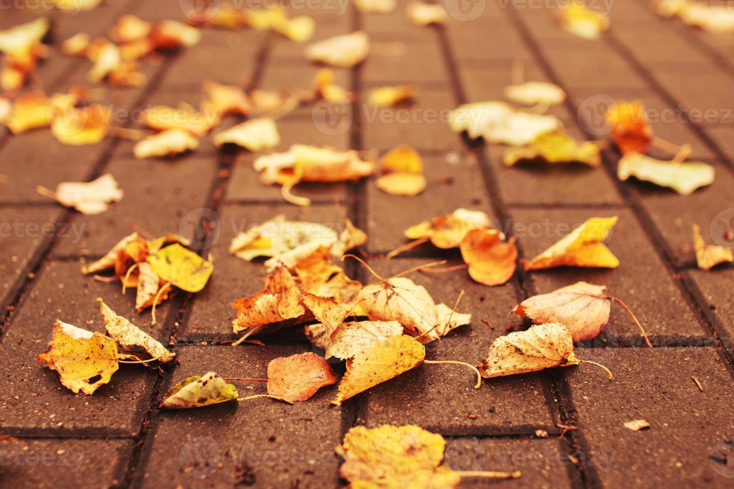 gefallene Blätter im Herbst auf der Gasse im Park. nah dran foto
