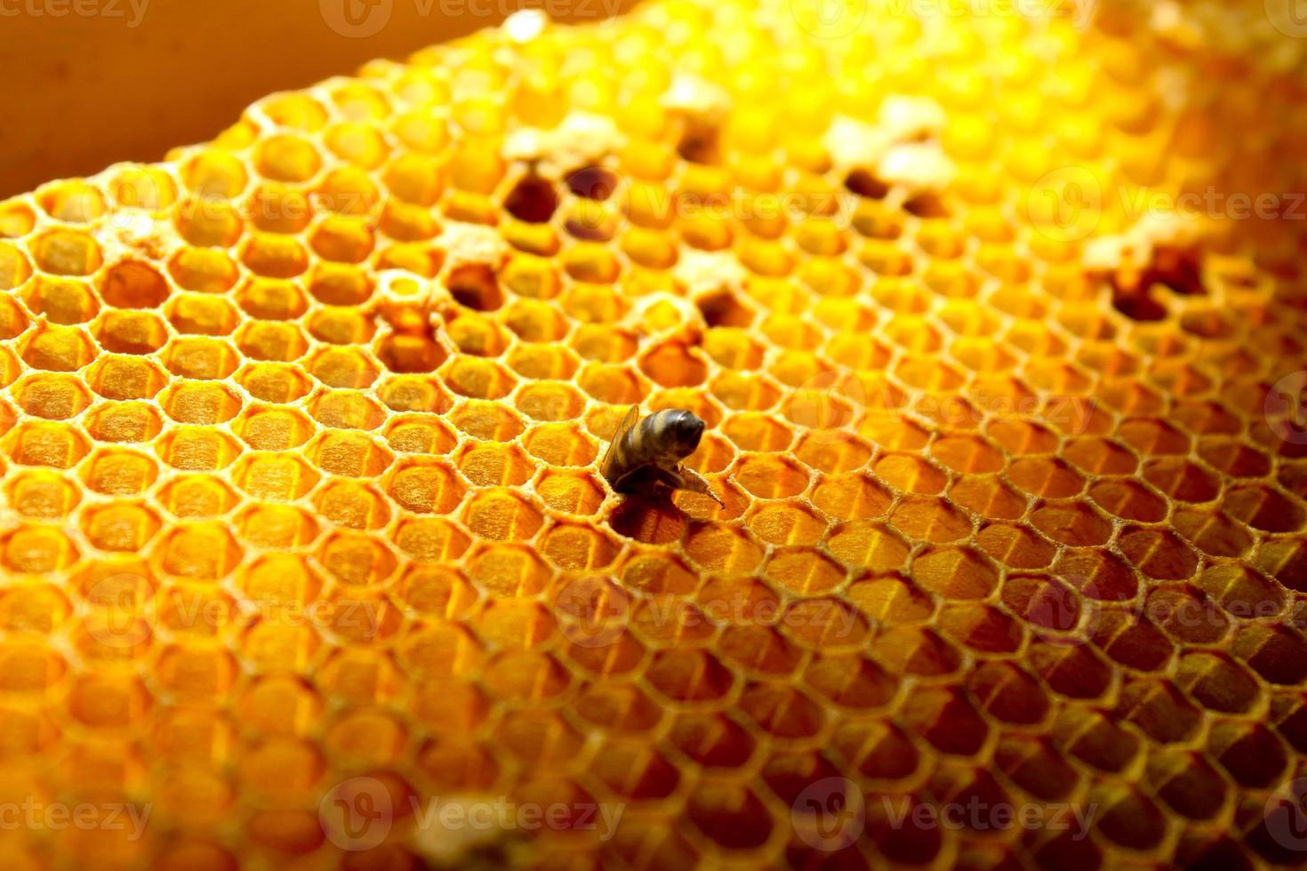 nahaufnahme der neugeborenen biene im bienenstock auf dem rahmen mit honig, junge biene auf der suche nach nahrung, rückansicht, ukrainische karpatenbienenmetamorphose foto