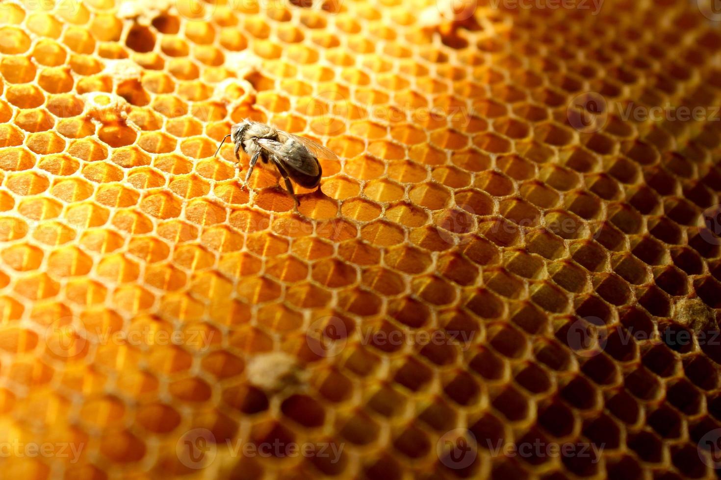 nahaufnahme der neugeborenen biene im bienenstock auf dem rahmen mit honig, junge biene auf der suche nach nahrung, rückansicht, ukrainische karpatenbienenmetamorphose foto