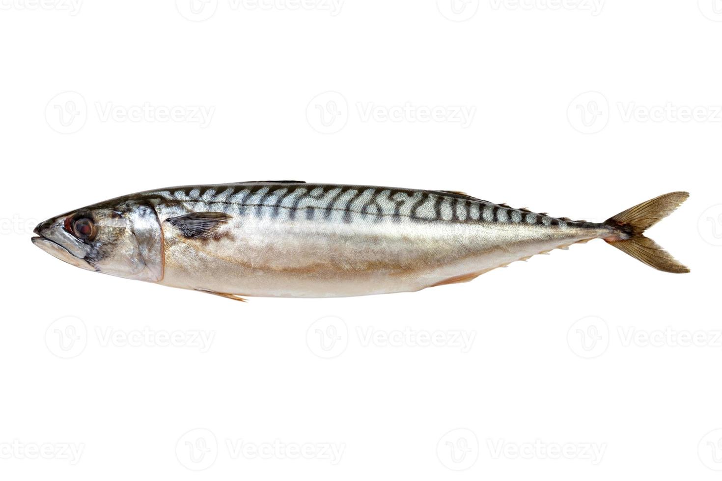 frischer Makrelenfisch isoliert auf weißem Hintergrund foto