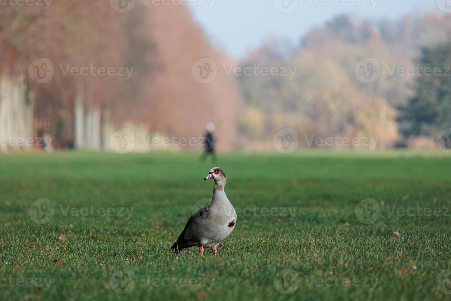 porträt der schönen lustigen nilgans. Gans auf der Wiese foto