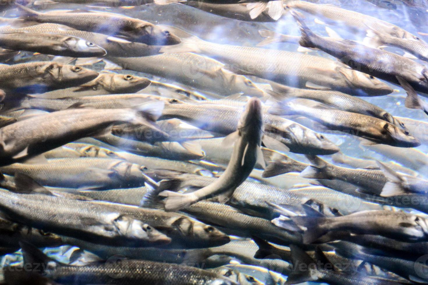 viele fische schwimmen foto