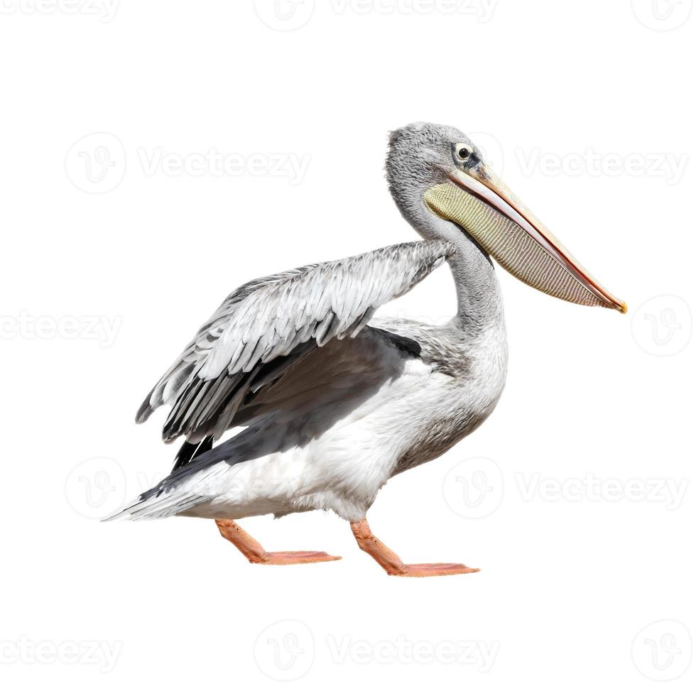 Pelikan auf weißem Hintergrund foto