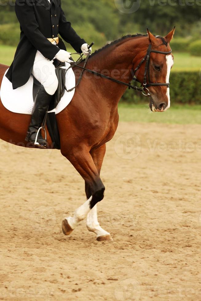 Reiten aus nächster Nähe foto