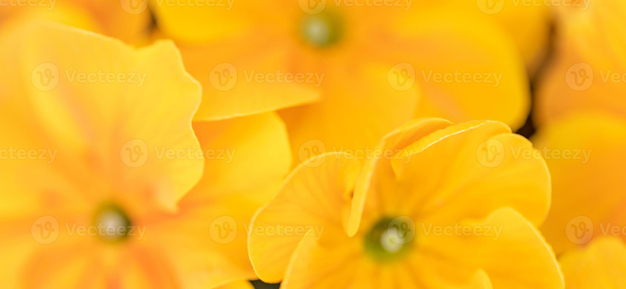 schöne sanfte frühlingssommerblumen gelbe und orange farbe. Inspirationsnaturhintergrund, blühende Blumennahaufnahme. florale Desktop-Banner-Postkarte. romantisches weiches sanftes künstlerisches bild, kopierraum foto