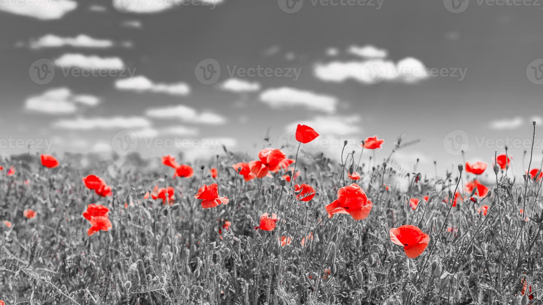 Mohnblumen, schwarz und weiß, rot blühender Blumenhintergrund. frühlingssommer-naturkonzept, selektive farben. künstlerischer Prozess foto