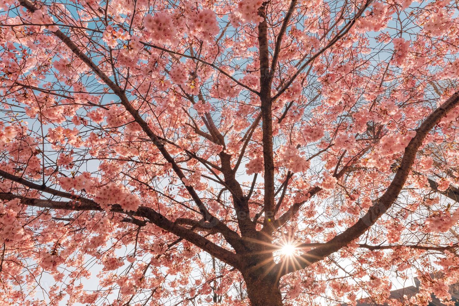 Frühlingshintergrund. schöne florale frühlingsnaturszene, sonnenstrahlen über kirschblüten. sonniges Frühlingswetter wunderbarer Baum, Lichtstrahlen, blühende Blumen Makro mit weichem Fokus auf sanftem Hellblau foto