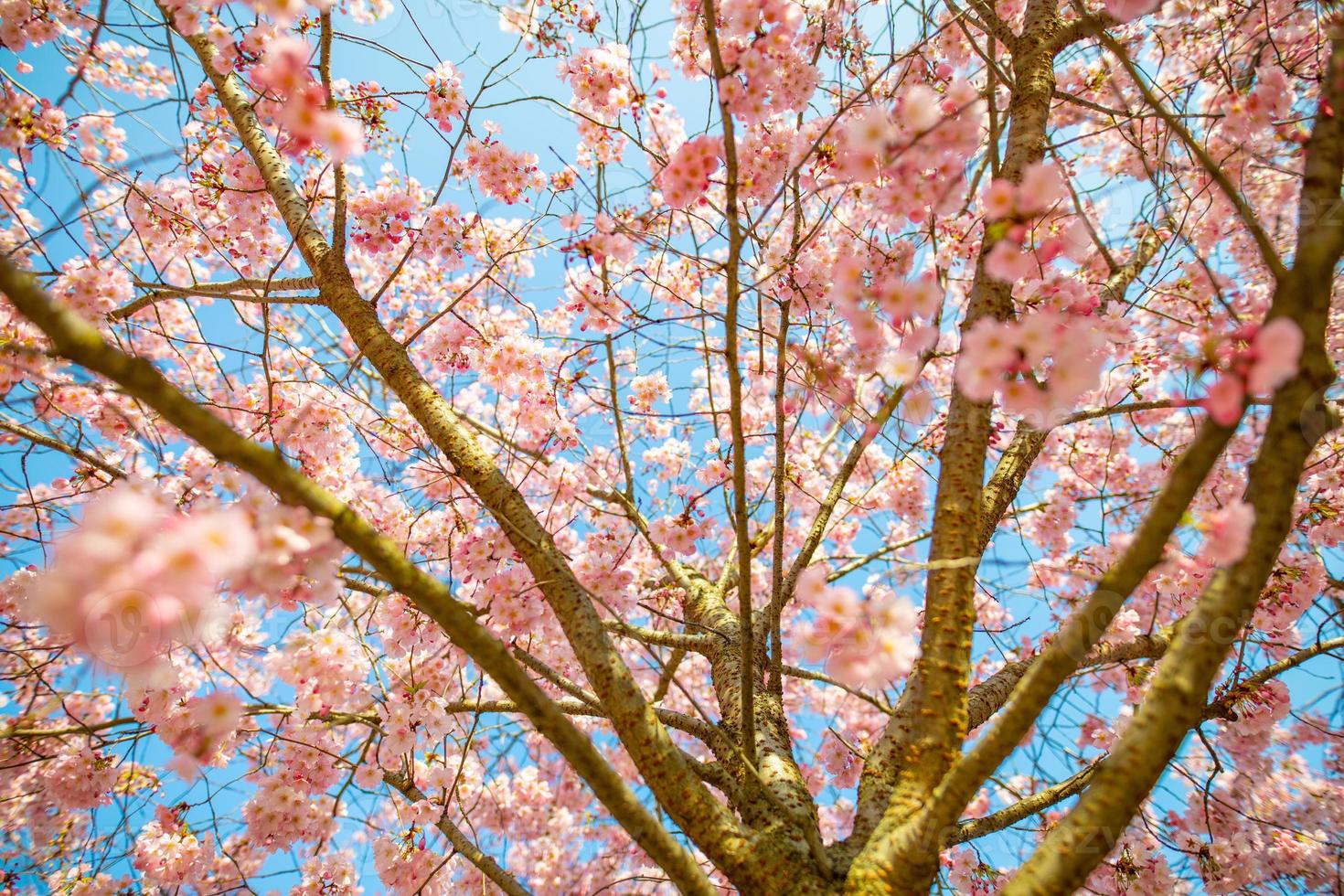 Frühlingshintergrund. schöne florale frühlingsnaturszene, sonnenstrahlen über kirschblüten. sonniges Frühlingswetter wunderbarer Baum, Lichtstrahlen, blühende Blumen Makro mit weichem Fokus auf sanftem Hellblau foto