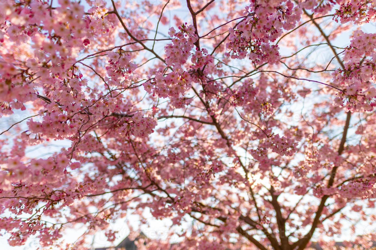 Frühlingshintergrund. schöne florale frühlingsnaturszene, sonnenstrahlen über kirschblüten. sonniges Frühlingswetter wunderbarer Baum, Lichtstrahlen, blühende Blumen Makro mit weichem Fokus auf sanftem Hellblau foto