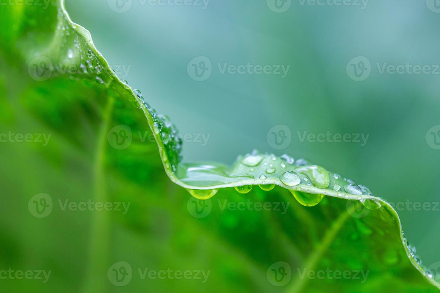 schöner wassertropfen auf tropischem palmblatt, dunkelgrünes laub, naturhintergrund. perfekte natur nahaufnahme foto