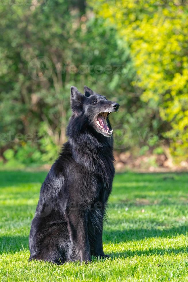 schöner spaß groenendael hundefokussierung. schwarzer belgischer schäferhund groenendael herbstporträt. Sommerporträt des schwarzen Groenendael-Hundes mit grünem Hintergrund foto