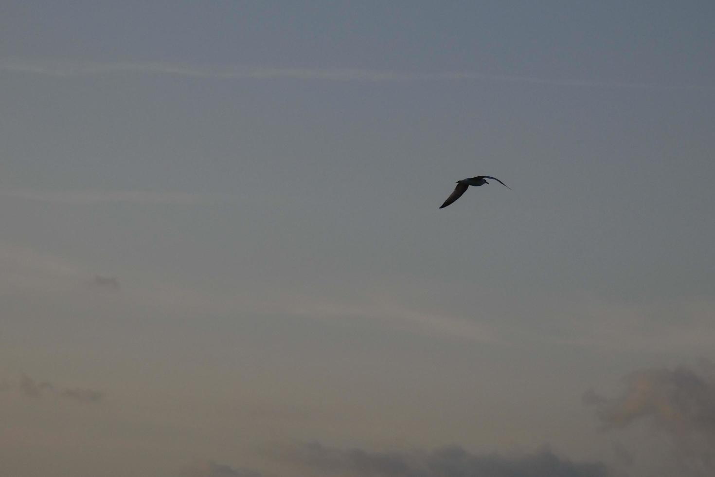 oiseaux solitaires sur le sable de la plage foto