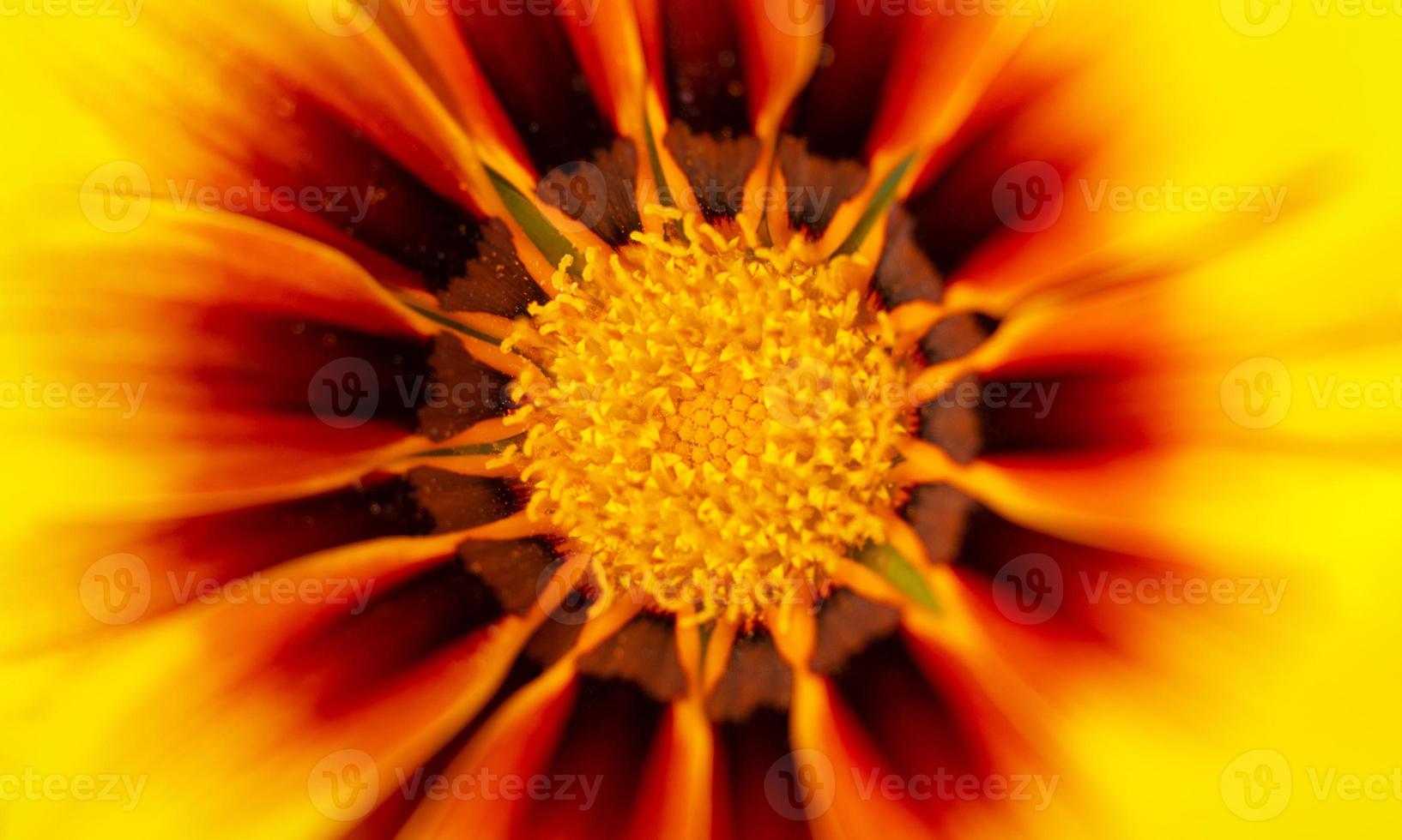 Makroblume gelb unscharfer Hintergrund. Natur. Saison Frühling, Sommer foto