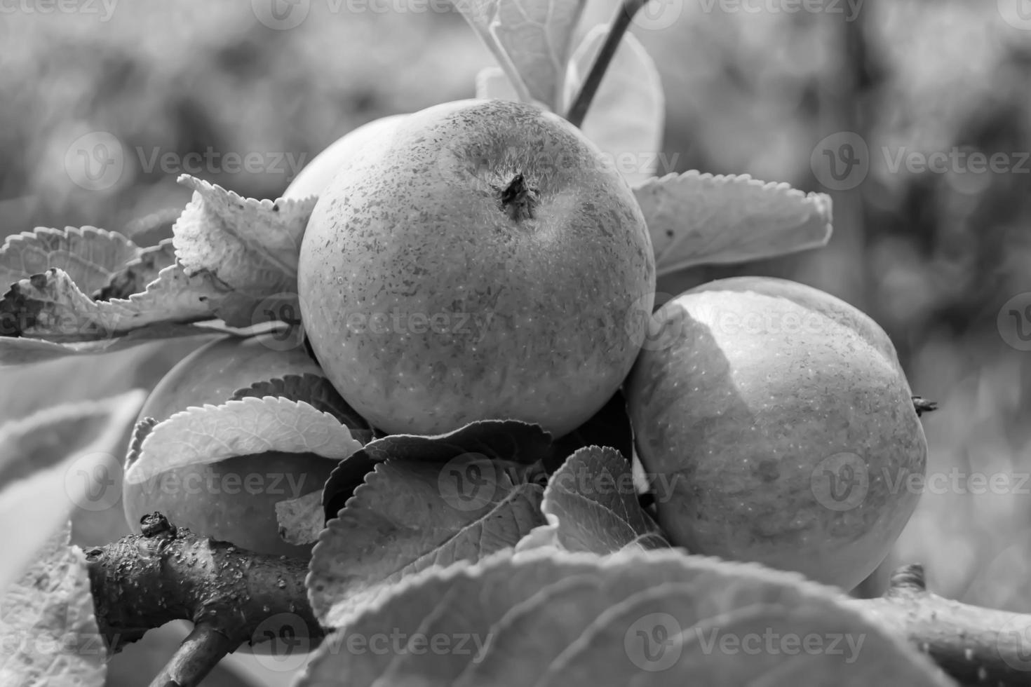 Fotografie zum Thema schöne Frucht Zweig Apfelbaum foto