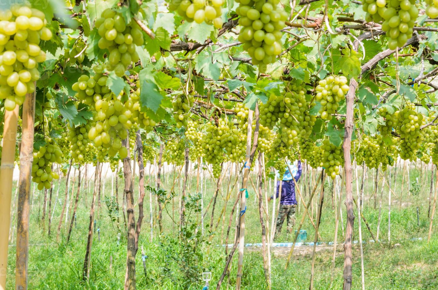 grüne Weinberge im Bauernhof foto