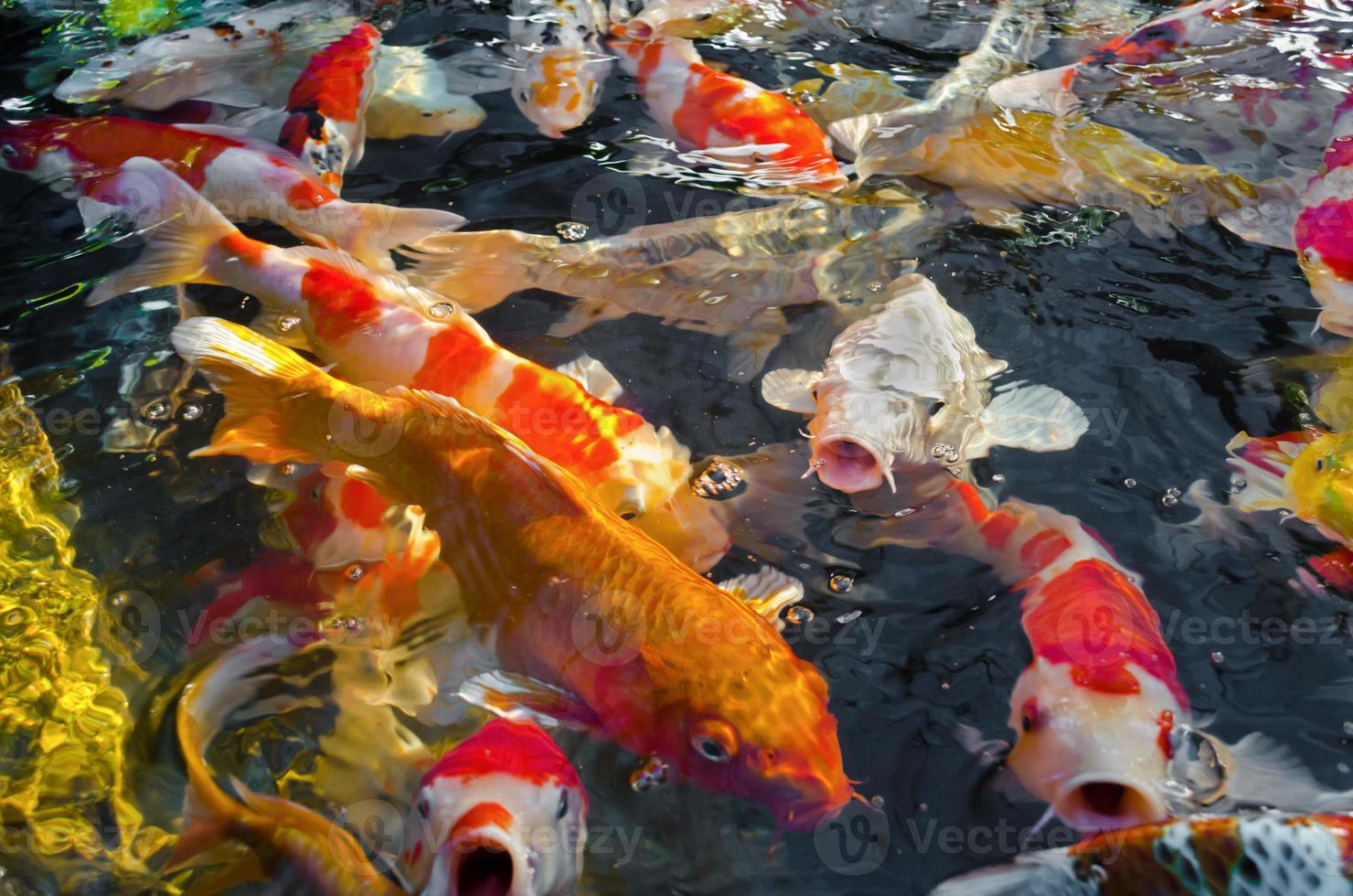 bunt viele Koi-Karpfen foto