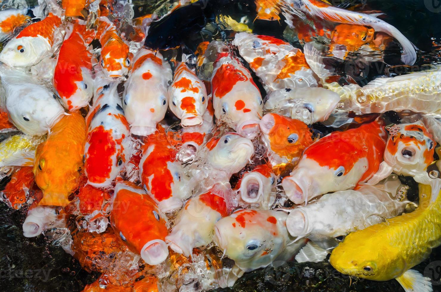 bunt viele koi karpfen fische foto