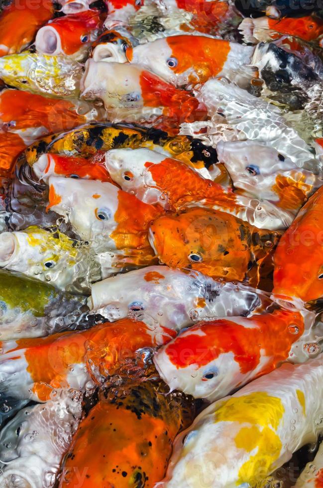 bunt viele Koi-Karpfen foto