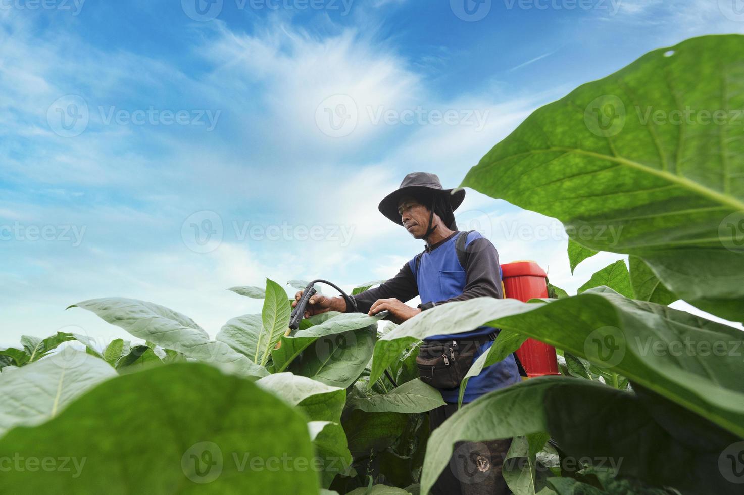 Landwirte verwenden landwirtschaftliche Geräte und Werkzeuge. Mischen Sie Erhaltungstränke, erhöhen Sie den Tabakertrag und wählen Sie neue Anbaumethoden. Junglandwirte und Tabakanbau foto