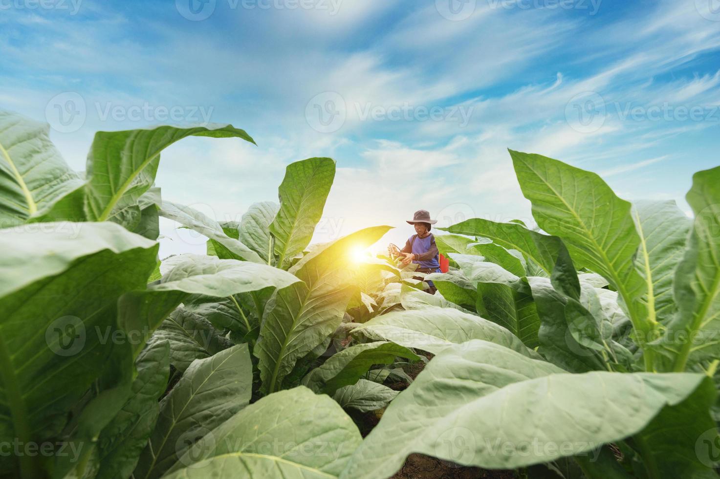 Landwirte verwenden landwirtschaftliche Geräte und Werkzeuge. Mischen Sie Erhaltungstränke, erhöhen Sie den Tabakertrag und wählen Sie neue Anbaumethoden. Junglandwirte und Tabakanbau foto